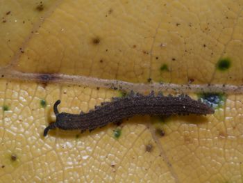 Media type: image; Invertebrate Zoology 152095